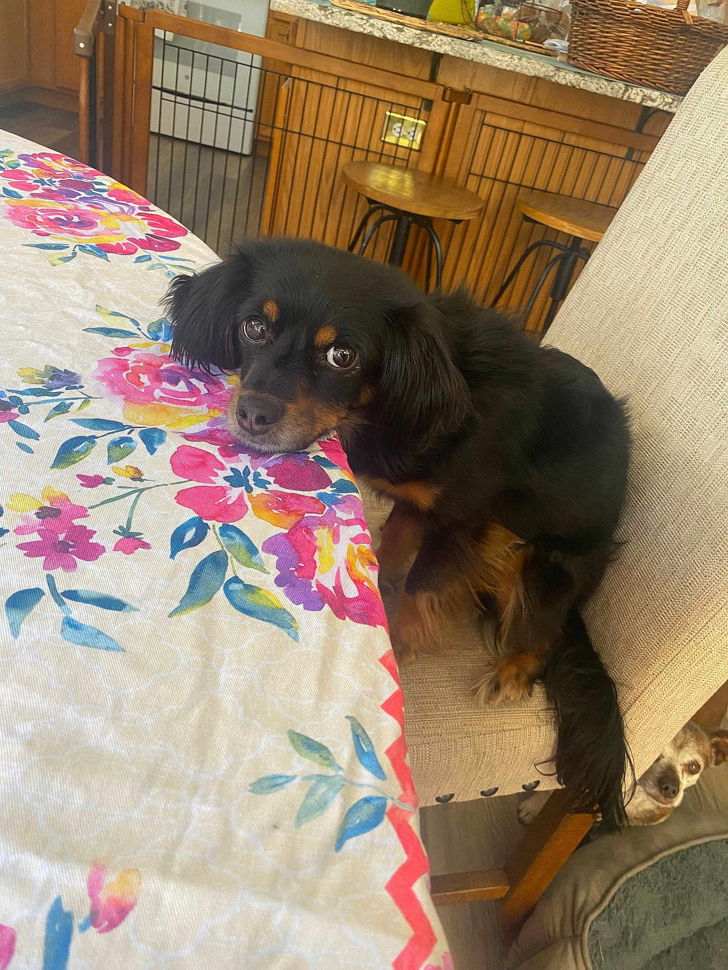 Bean is registered to the contest to win money with this photo: dog, chair, tablecloth, flower_pattern, kitchen, wooden_cabinet, stool, floor, pet, resting, curious, indoor, furniture, animal, brown, black, small_dog, cozy, domestic, cute