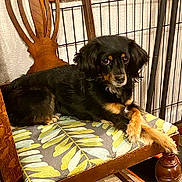 Bean is registered to the contest to win money with this photo: dog, black_dog, small_dog, wooden_chair, leaf_pattern, cushion, indoor, pet, relaxed, looking_at_camera, furniture, animal, cute, companion, domestic, home, resting, ears, fur, paw
