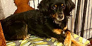 Bean is registered to the contest to win money with this photo: dog, black_dog, small_dog, wooden_chair, leaf_pattern, cushion, indoor, pet, relaxed, looking_at_camera, furniture, animal, cute, companion, domestic, home, resting, ears, fur, paw