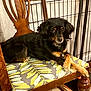 dog, black_dog, small_dog, wooden_chair, leaf_pattern, cushion, indoor, pet, relaxed, looking_at_camera, furniture, animal, cute, companion, domestic, home, resting, ears, fur, paw