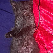 Wednesday is registered to the contest to win money with this photo: black_kitten, sleeping, fur, paw, blue_background, red_fabric, cozy, cute, pet, animal, resting, small, domestic_cat, whiskers, soft, feline, close_up, indoor, nap, adorable