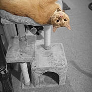 Reeree joined the competition — help win amazing prizes! cat, ginger_cat, cat_tree, pet, indoor, floor, furniture, animal, cute, relaxed, upside_down, looking_at_camera, whiskers, ears, eyes, playful, home, cozy, soft_texture, scratching_post