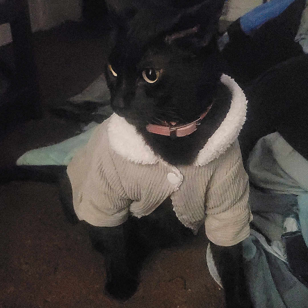 Mike Tyson joined the competition — help win amazing prizes! animal, blackcat, canine, cat, clothing, dog, face, footwear, furniture, head, indoors, knitwear, pants, person, pet, photography, portrait, puppy, shoe, sweater