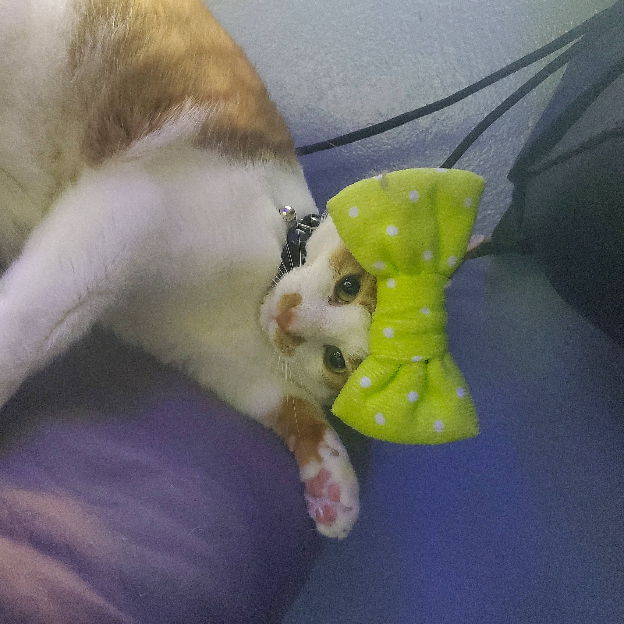 Gilbert Ramirez joined the competition — help win amazing prizes! carnivore, cat, claw, comfort, companion_dog, dog_breed, felidae, flowering_plant, fur, gesture, nail, paw, petal, plush, small_to_medium_sized_cats, stuffed_toy, tail, terrestrial_plant, toy, whiskers