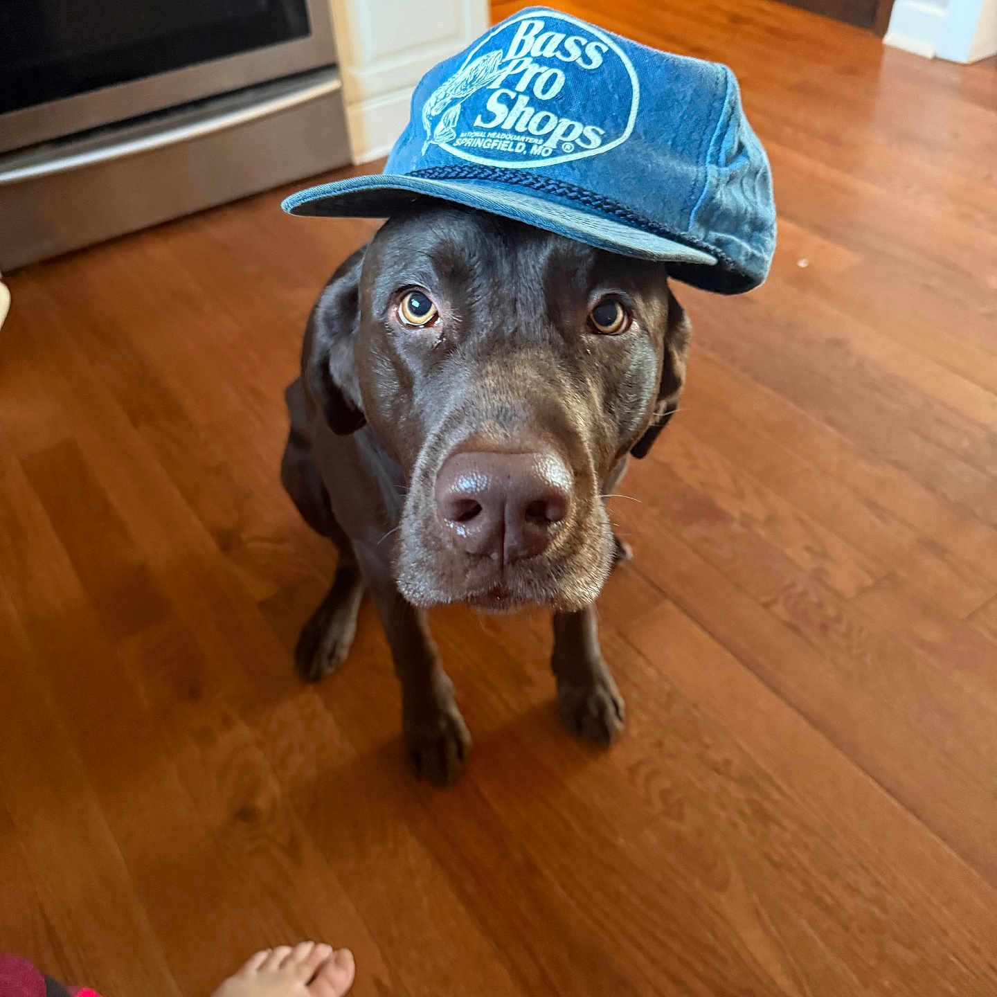 Apollo is registered to the contest to win money with this photo: animal, brown_dog, canine, cap, casual, close_up, curious, dog, domestic_animal, flooring, foot, hat, home, indoor, labrador, looking_up, pajama_pants, pet, sitting, wooden_floor