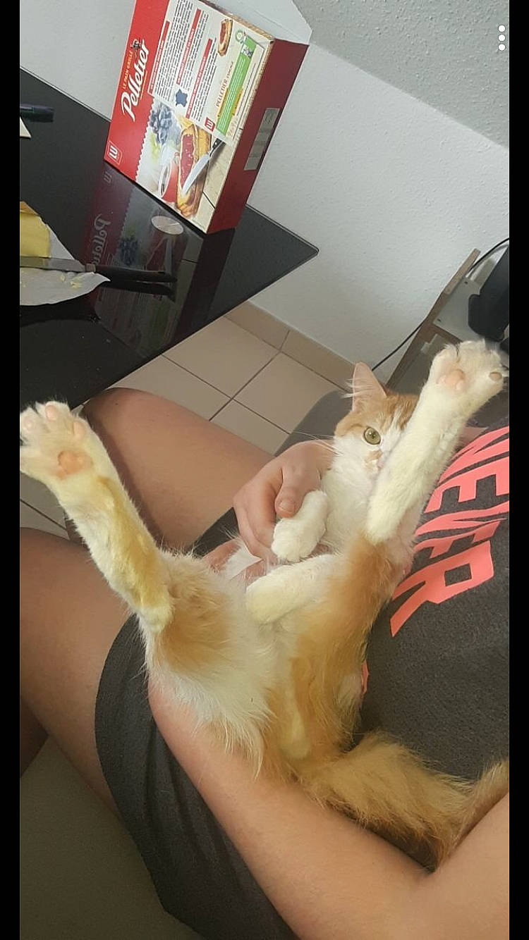 Potiron participe au concours pour gagner de l'argent avec cette photo : carnivore, cat, fawn, felidae, fur, kitten, leg, paw, polydactyl_cat, small_to_medium_sized_cats, sporting_group, tail, turkish_van