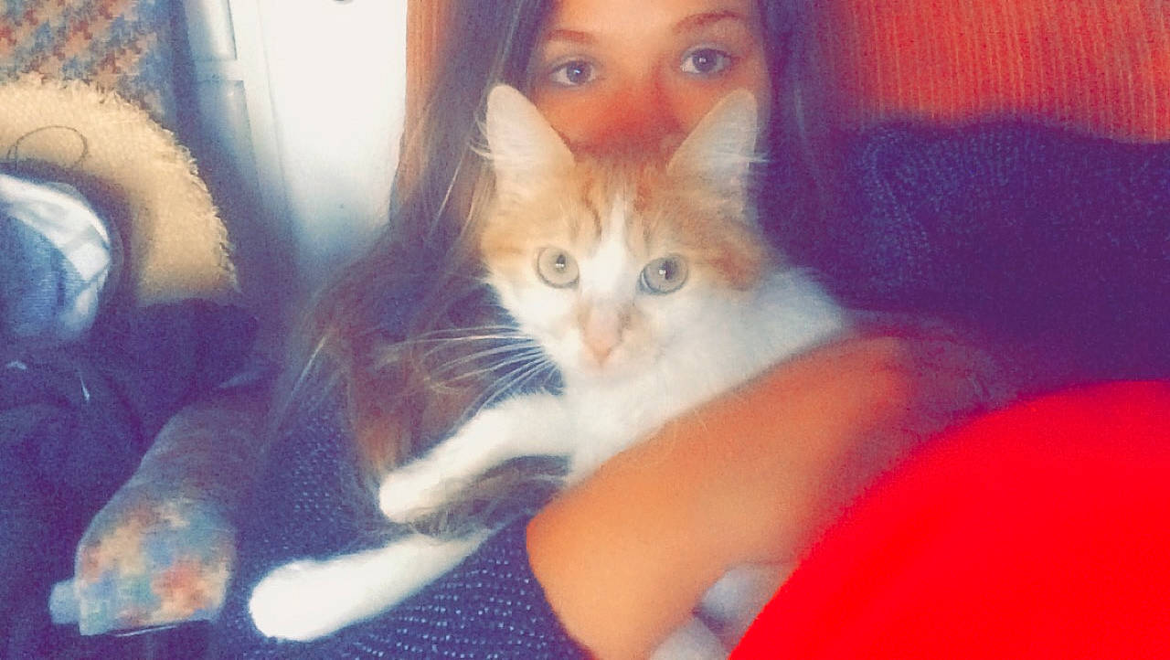 Potiron a rejoint le concours — aidez-le/la à gagner de superbes lots ! carnivore, cat, domestic_short_haired_cat, european_shorthair, eye, fawn, felidae, iris, kitten, mammal, nose, ojos_azules, polydactyl_cat, small_to_medium_sized_cats, whiskers