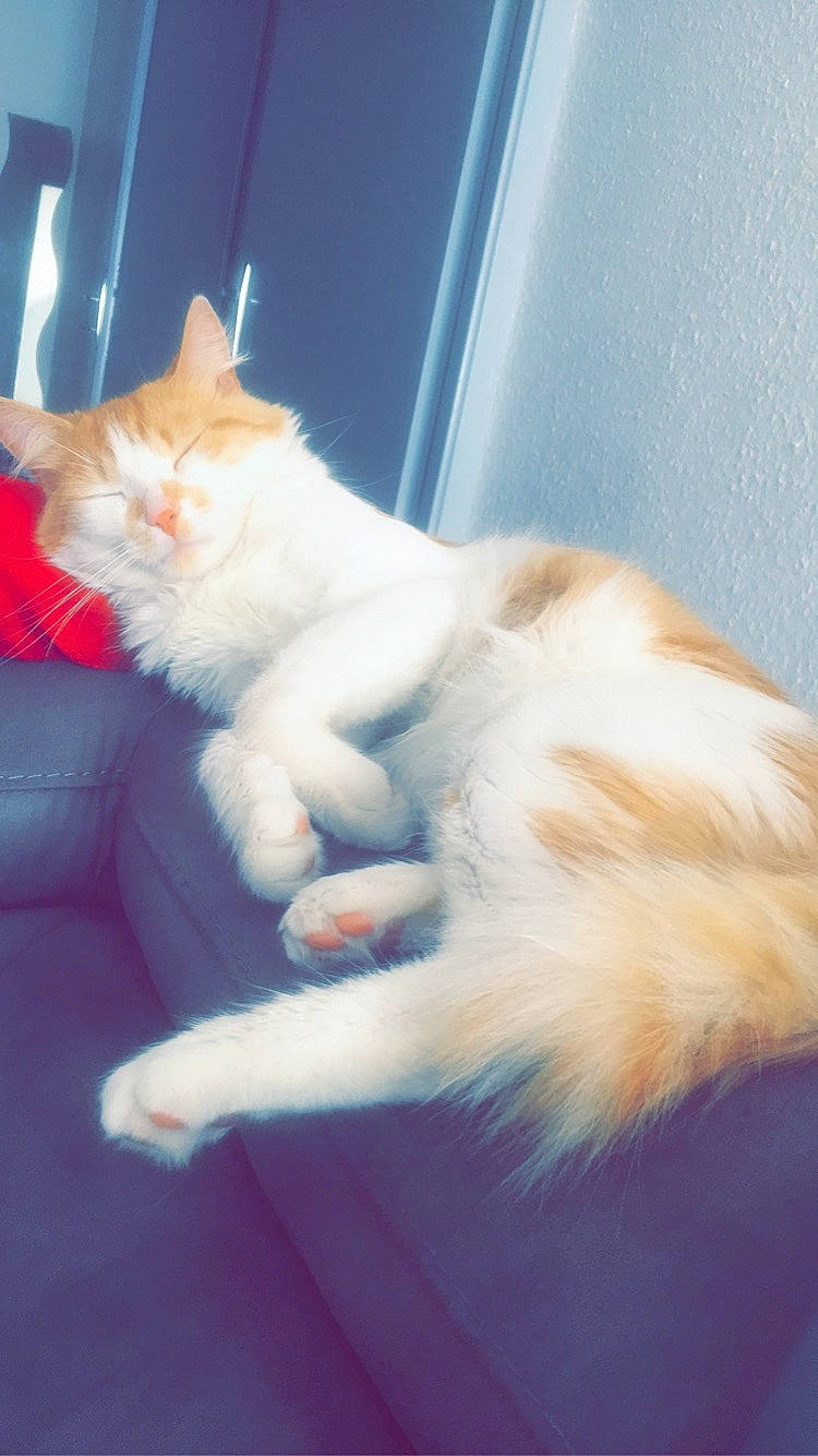 Potiron a rejoint le concours — aidez-le/la à gagner de superbes lots ! american_curl, carnivore, cat, domestic_long_haired_cat, ear, fawn, felidae, fur, kitten, mammal, norwegian_forest_cat, persian, ragamuffin, small_to_medium_sized_cats, tail, turkish_angora, turkish_van, whiskers