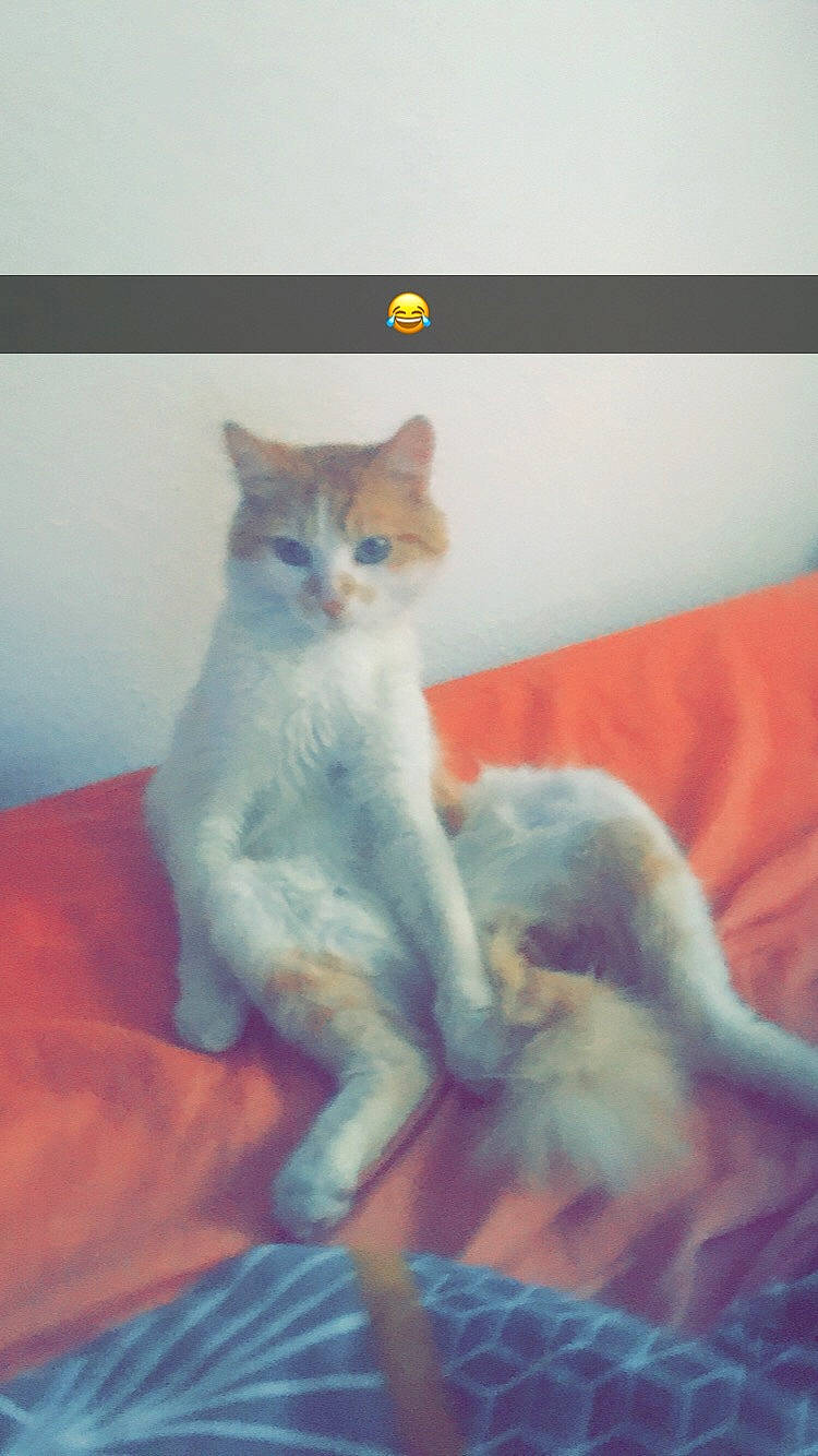 Potiron participe au concours pour gagner de l'argent avec cette photo : aegean_cat, american_curl, asian, carnivore, cat, domestic_short_haired_cat, felidae, kitten, mammal, ojos_azules, paw, polydactyl_cat, singapura, small_to_medium_sized_cats, somali, tail, turkish_angora, turkish_van, vertebrate, whiskers