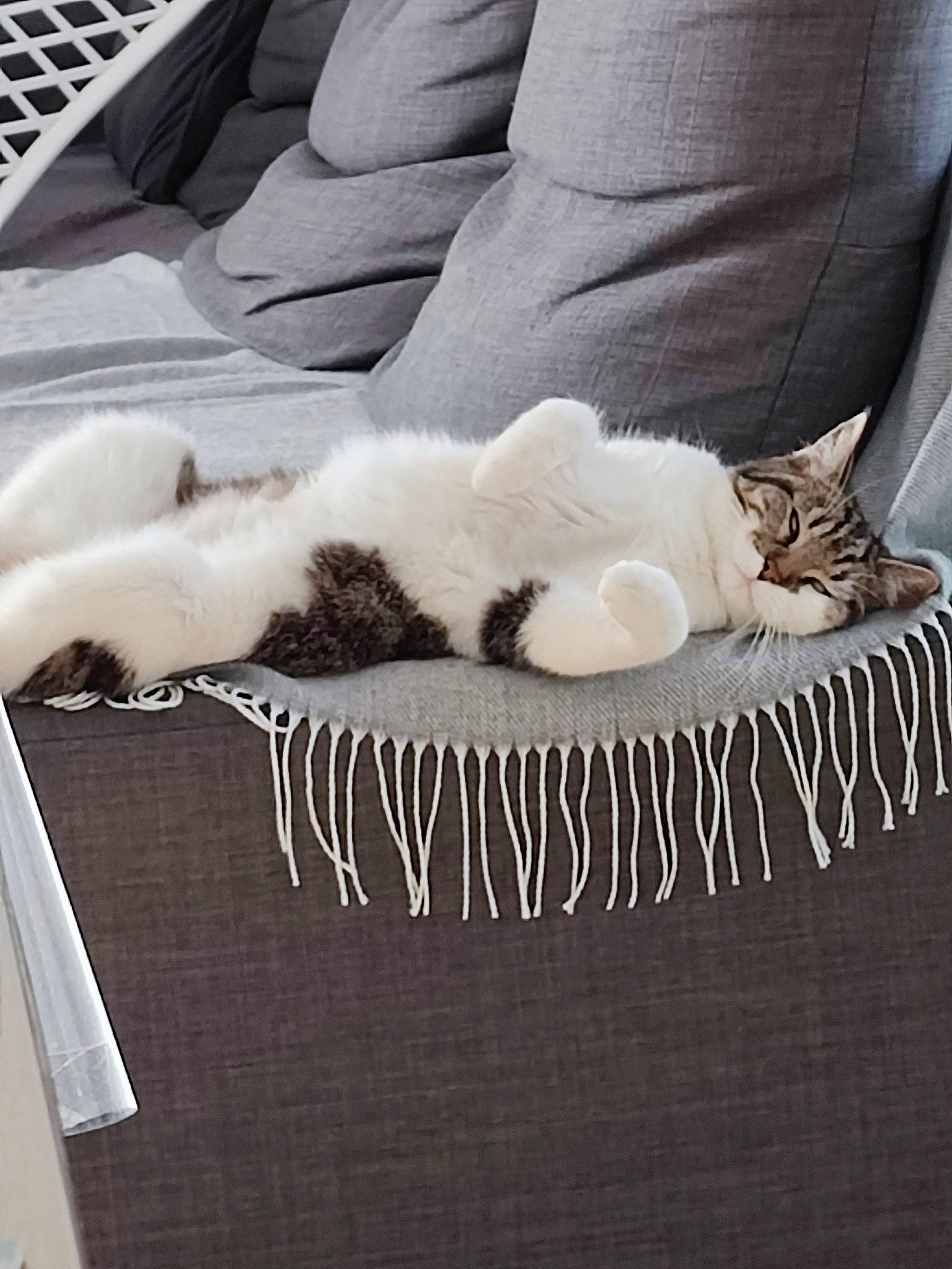 Louve a rejoint le concours — aidez-le/la à gagner de superbes lots ! black, carnivore, cat, comfort, couch, domestic_short_haired_cat, felidae, fur, furniture, grey, human_leg, linens, small_to_medium_sized_cats, tail, textile, vertebrate, whiskers, white, window, wood