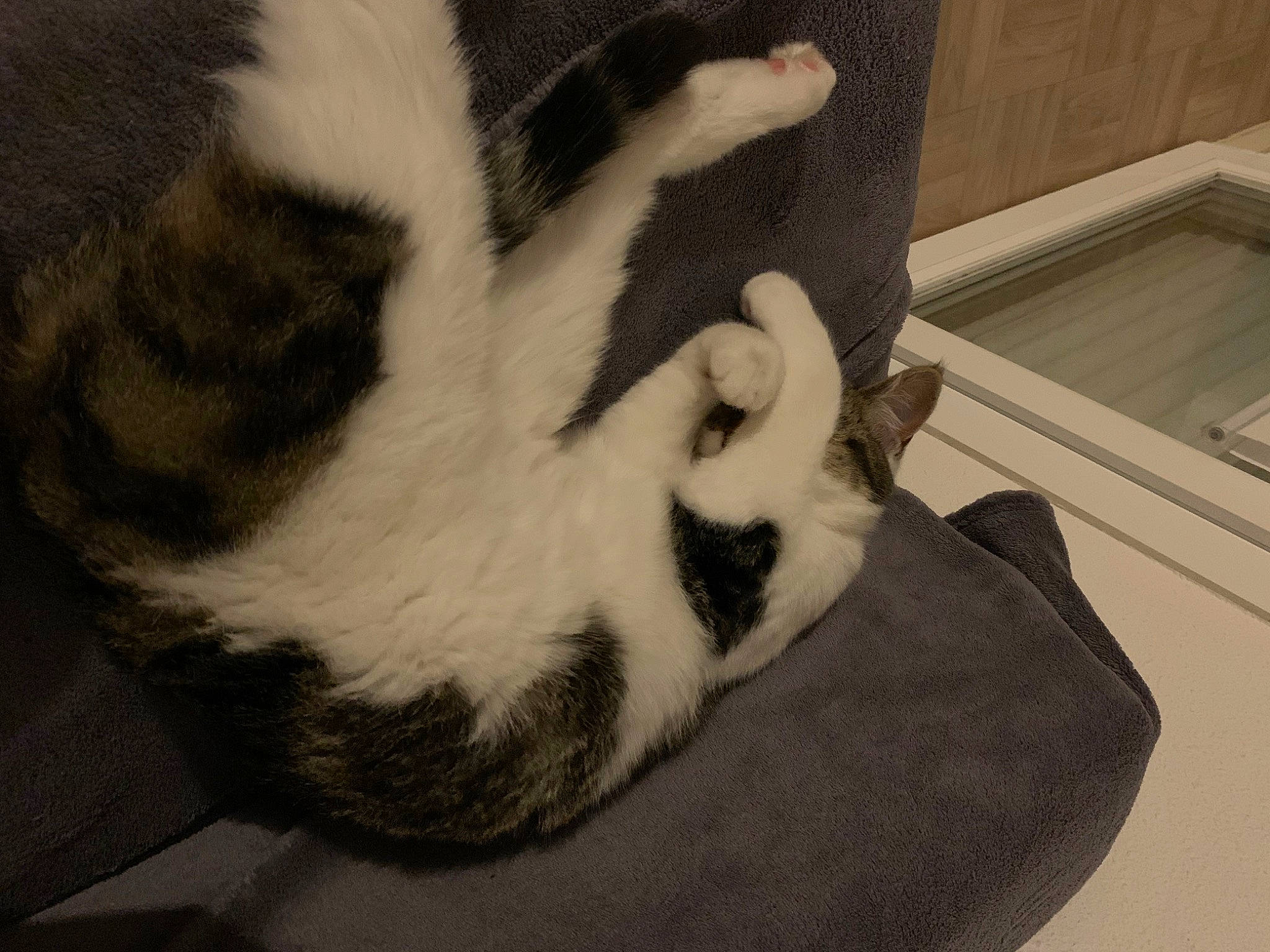 Louve participe au concours pour gagner de l'argent avec cette photo : canidae, carnivore, cat, claw, comfort, domestic_short_haired_cat, felidae, foot, fur, human_leg, leg, mammal, monochrome_photography, nap, paw, small_to_medium_sized_cats, snout, tail, terrestrial_animal, whiskers