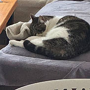 Louve participe au concours pour gagner de l'argent avec cette photo : animal, blanket, cat, chair, comfort, cozy, domestic_animal, fur, furniture, home, indoor, nap, pet, quiet, relaxation, resting, sleeping, soft, tabby, table