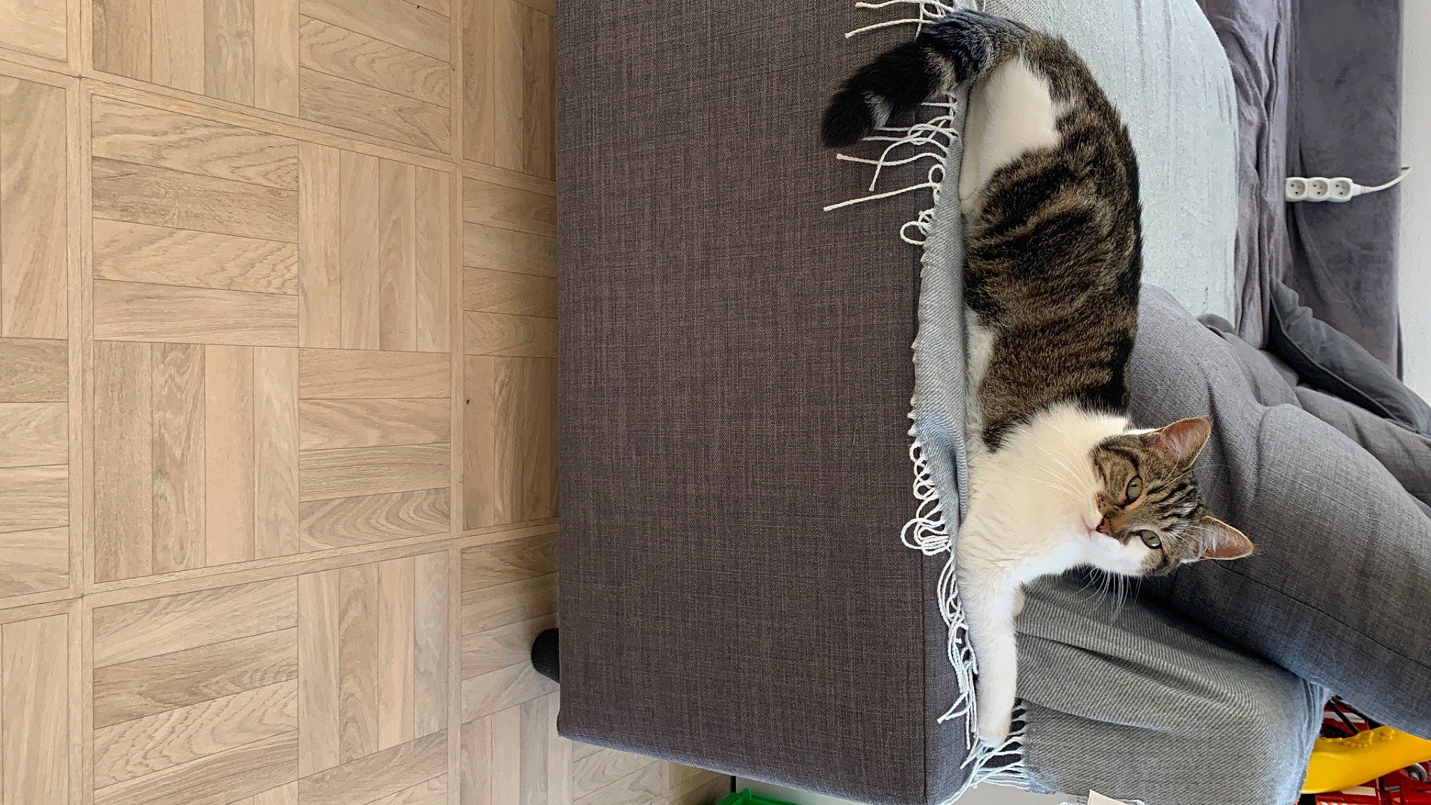 Louve participe au concours pour gagner de l'argent avec cette photo : animal_product, bag, carnivore, cat, comfort, domestic_short_haired_cat, felidae, flooring, fur, grey, hardwood, house, room, sitting, small_to_medium_sized_cats, tail, textile, tree, whiskers, wood