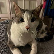 Nina a rejoint le concours — aidez-le/la à gagner de superbes lots ! cat, pet, indoor, feline, animal, whiskers, fur, gray, white, blanket, soft, relaxed, curious, closeup, portrait, cute, cozy, home, resting, looking