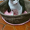 Nina a rejoint le concours — aidez-le/la à gagner de superbes lots ! animal, basket, cat, cozy, cute, domestic, ears, feline, floor, fur, gray_cat, home, indoor, knitted_basket, pet, pink_cushion, resting, tile_floor, whiskers, white_cat