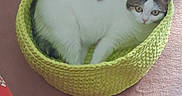 Perle participe au concours pour gagner de l'argent avec cette photo : basket, bed, carpet, cat, chair_leg, cozy, curled_up, feline, floor, floral_fabric, gaze, green_basket, indoor, knitted_basket, pet, portrait, relaxed, tabby, white_cat, yellow