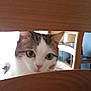 Perle a rejoint le concours — aidez-le/la à gagner de superbes lots ! animal, background, cat, closeup, curious, domestic, ears, face, furniture, home, household, indoor, pet, room, sitting, soft_light, tabby, whiskers, white_fur, wooden_chair