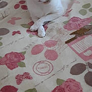 Perle participe au concours pour gagner de l'argent avec cette photo : animal, bed, blanket, brown, cat, cozy, cute, domestic, feline, floral_pattern, fur, gray, indoor, laying, mammal, paws, pet, relaxed, resting, white