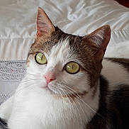 Perle participe au concours pour gagner de l'argent avec cette photo : animal, bed, blanket, brown_fur, cat, closeup, couch, cute, domestic, ears, feline, green_eyes, indoor, looking_up, pet, relaxed, resting, tablecloth, whiskers, white_fur
