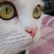 Perle participe au concours pour gagner de l'argent avec cette photo : cat, close_up, green_eyes, whiskers, pink_nose, fur, bow_tie, pet, indoor, striped_fabric, curious, animal, cute, face, mammal, domestic, feline, soft_background, portrait, closeup