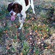 Jef participe au concours pour gagner de l'argent avec cette photo : dog, pointer, brown_and_white, panting, tongue_out, walking, grass, leaves, outdoor, tree, field, nature, pet, portrait, motion_blur, smartphone_screenshot, timestamp, ui_overlay, autumn_ground, casual_photo