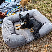 Bella joined the competition — help win amazing prizes! dog, pet_bed, outdoor, grass, blanket, toy, fence, small_dog, black_dog, brown_dog, tan_dog, playing, relaxing, animal, nature, leaves, ground, canine, companion, cute