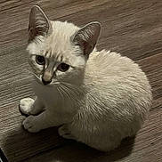 Lola is registered to the contest to win money with this photo: kitten, cat, animal, pet, fur, ears, whiskers, floor, wooden_floor, indoor, cute, small, young, looking_up, sitting, domestic_cat, mammal, feline, curious, adorable