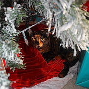 Sprinkles joined the competition — help win amazing prizes! cat, tortoiseshell_cat, christmas_tree, holiday, festive, red_tree_skirt, white_fur_skirt, pine_branches, frosted_branches, indoor, pet, animal, curious, yellow_eyes, cozy, carpet, holiday_decor, gift_bag, tree_lights, seasonal