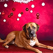 Sacko a rejoint le concours — aidez-le/la à gagner de superbes lots ! dog, brown_dog, lying_down, pet, red_background, christmas_decorations, ornaments, white_garland, red_garland, festive, holiday, indoor, collar, tag, canine, portrait, animal, cute, relaxed, decor