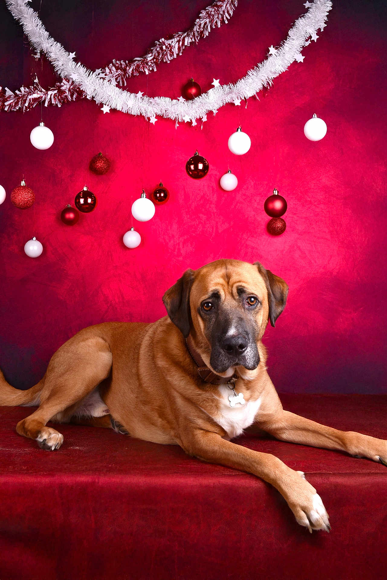 Sacko a rejoint le concours — aidez-le/la à gagner de superbes lots ! dog, brown_dog, lying_down, pet, red_background, christmas_decorations, ornaments, white_garland, red_garland, festive, holiday, indoor, collar, tag, canine, portrait, animal, cute, relaxed, decor