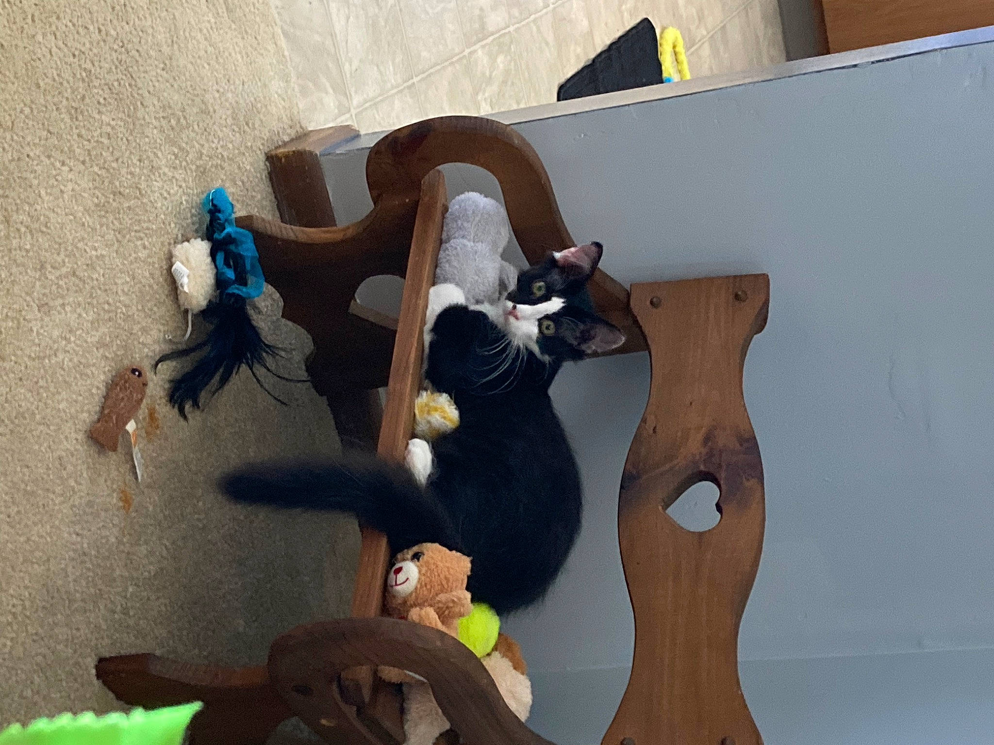 Deuce joined the competition — help win amazing prizes! adventure, animation, art, comfort, fawn, flooring, foot, fun, hardwood, human_leg, knee, leisure, plaster, room, sitting, stuffed_toy, thigh, toy, visual_arts, wood