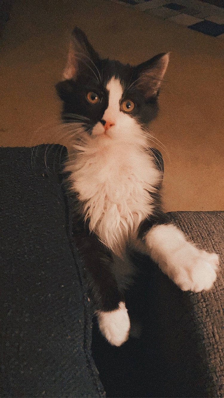 Deuce is registered to the contest to win money with this photo: box, carnivore, cat, claw, comfort, domestic_short_haired_cat, felidae, flooring, foot, fur, hardwood, human_leg, paw, sitting, small_to_medium_sized_cats, snout, tail, terrestrial_animal, whiskers, wood