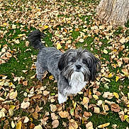 Luna joined the competition — help win amazing prizes! animal, autumn, backyard, brown_leaves, canine, curious, cute, daylight, dog, fall, fur, grass, green_grass, leaves, looking_up, nature, outdoor, pet, small_dog, tree_trunk