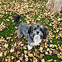 animal, autumn, backyard, brown_leaves, canine, curious, cute, daylight, dog, fall, fur, grass, green_grass, leaves, looking_up, nature, outdoor, pet, small_dog, tree_trunk