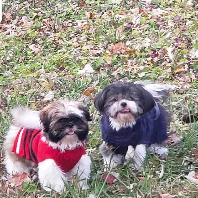 Roxi And Sasha is registered to the contest to win money with this photo: animal, blue_sweater, canine, cute, dog, fall, fur, grass, leaves, nature, outdoor, pets, playful, puppy, red_sweater, small_dog, sweater, tongue_out, tree_trunk, two_dogs