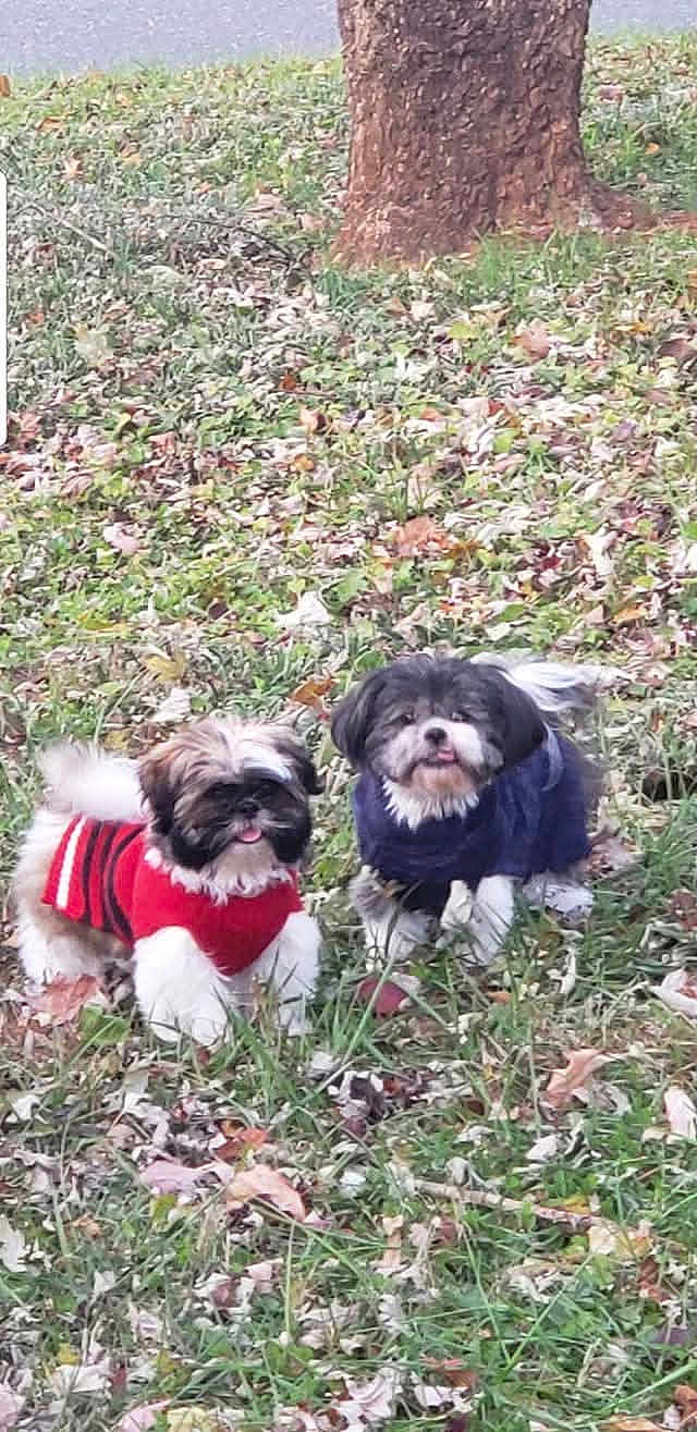 Roxi And Sasha is registered to the contest to win money with this photo: animal, blue_sweater, canine, cute, dog, fall, fur, grass, leaves, nature, outdoor, pets, playful, puppy, red_sweater, small_dog, sweater, tongue_out, tree_trunk, two_dogs