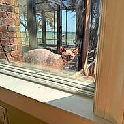 Candy is registered to the contest to win money with this photo: sphynx_cat, cat, window, windowsill, outdoor, porch, reflection, sunlight, blue_eyes, hairless_cat, brick_wall, glass, nature, tree, water, daylight, pet, animal, curious, looking