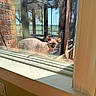 sphynx_cat, cat, window, windowsill, outdoor, porch, reflection, sunlight, blue_eyes, hairless_cat, brick_wall, glass, nature, tree, water, daylight, pet, animal, curious, looking