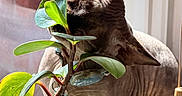 Candy joined the competition — help win amazing prizes! sphynx_cat, cat, plant, leaf, window, sunlight, indoor, pet, curious, hairless, wrinkled_skin, ears, green, nature, cozy, closeup, domestic, animal, houseplant, light