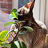 sphynx_cat, cat, plant, leaf, window, sunlight, indoor, pet, curious, hairless, wrinkled_skin, ears, green, nature, cozy, closeup, domestic, animal, houseplant, light
