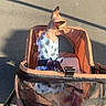 Candy is registered to the contest to win money with this photo: hairless_cat, cat, pet, stroller, dress, pineapple_pattern, outdoor, sunlight, shadow, pavement, animal, pet_clothing, curious, calm, unique, walking, daytime, closeup, side_view, domestic_animal