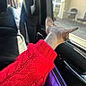 Candy is registered to the contest to win money with this photo: sphynx_cat, cat, hairless_cat, red_sweater, knitwear, car_interior, window, leather_seat, purple_bag, sunlight, pet, animal, looking_out_window, curious, domestic_cat, travel, vehicle, seatbelt, side_view, cozy