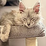 Bloom a rejoint le concours — aidez-le/la à gagner de superbes lots ! kitten, cat, sleeping, cat_tree, fur, paw, pet, indoor, cozy, resting, adorable, animal, feline, cute, fluffy, closeup, soft_light, relaxed, whiskers, ears