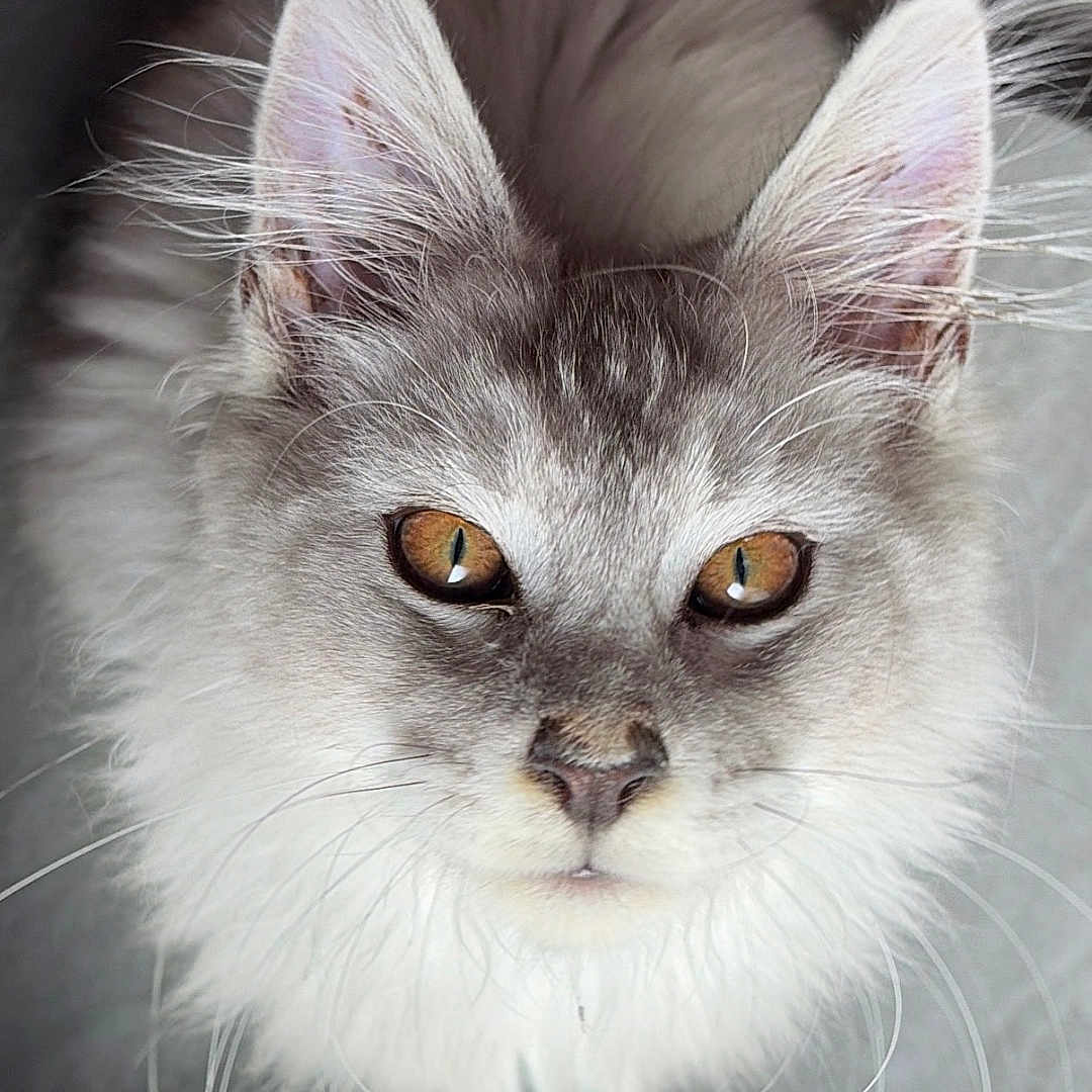 Bloom participe au concours pour gagner de l'argent avec cette photo : cat, fluffy, animal, pet, whiskers, ears, amber_eyes, feline, portrait, closeup, indoor, cute, soft, muzzle, fur, looking_up, long_whiskers, tabby, domestic_cat, alert