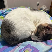 Pearl is registered to the contest to win money with this photo: cat, sleeping, curled_up, white_fur, gray_fur, blanket, patterned_blanket, indoor, cozy, resting, pet, animal, cute, fur, whiskers, ear, bedroom, soft, quiet, peaceful