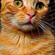 Mérida participe au concours pour gagner de l'argent avec cette photo : cat, ginger_cat, tabby, close_up, green_eyes, whiskers, pink_nose, fur, portrait, animal, pet, feline, cute, ears, face, mammal, indoor, looking_away, detail, sharp
