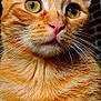 cat, ginger_cat, tabby, close_up, green_eyes, whiskers, pink_nose, fur, portrait, animal, pet, feline, cute, ears, face, mammal, indoor, looking_away, detail, sharp