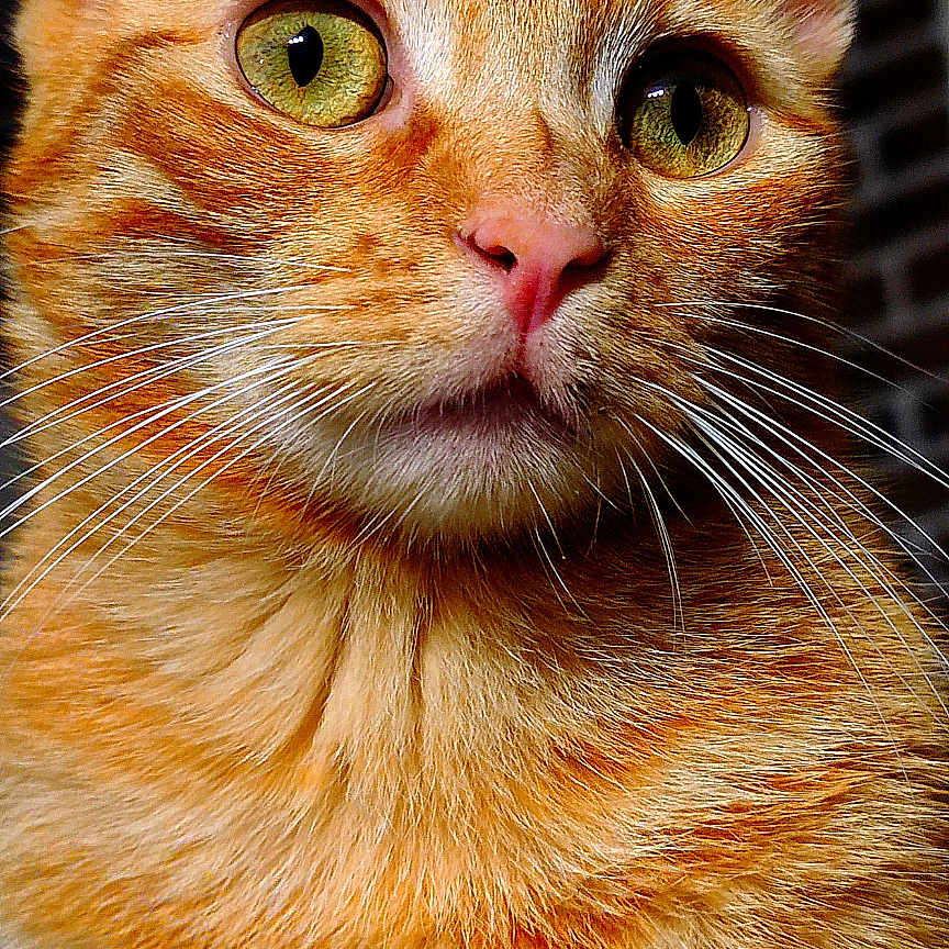 Mérida participe au concours pour gagner de l'argent avec cette photo : animal, cat, close_up, cute, detail, ears, face, feline, fur, ginger_cat, green_eyes, indoor, looking_away, mammal, pet, pink_nose, portrait, sharp, tabby, whiskers