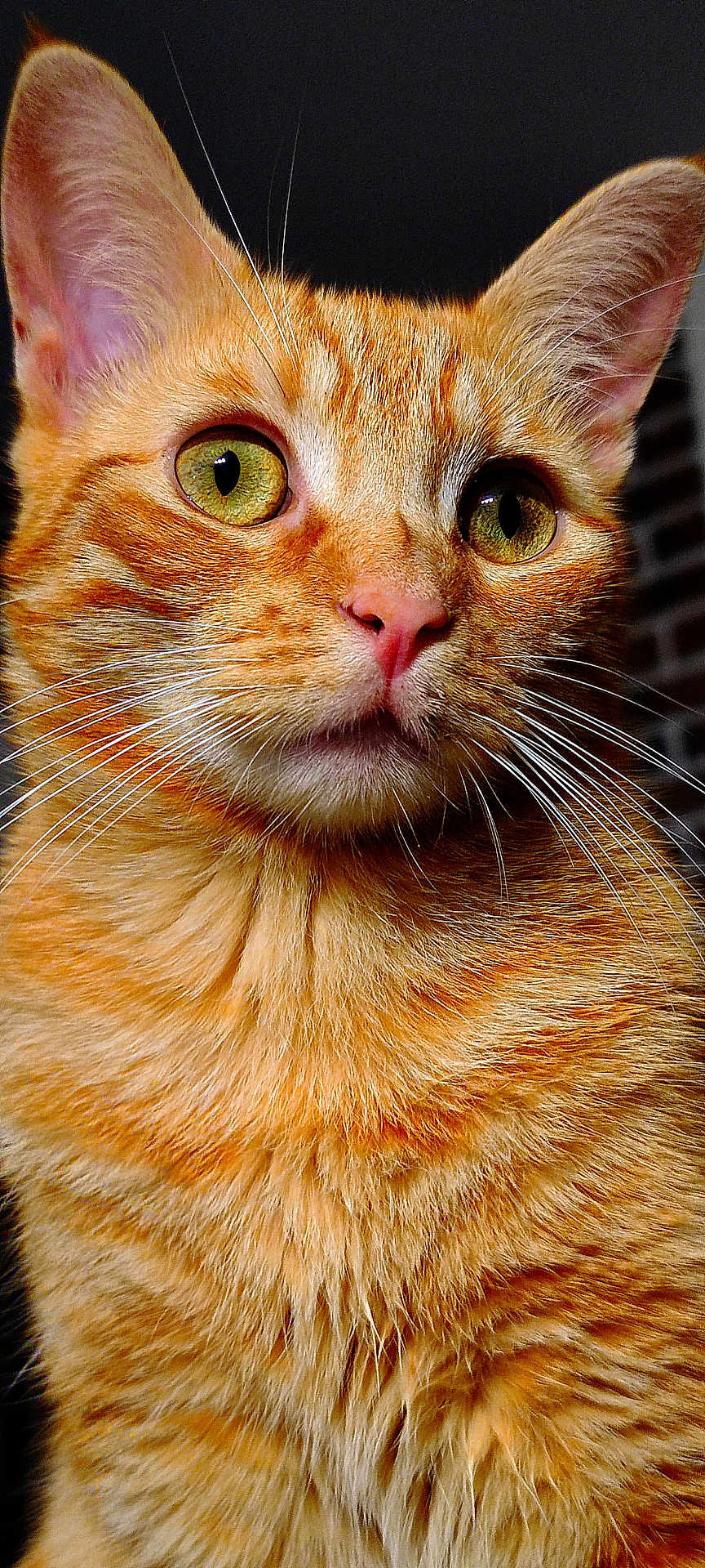 Mérida participe au concours pour gagner de l'argent avec cette photo : cat, ginger_cat, tabby, close_up, green_eyes, whiskers, pink_nose, fur, portrait, animal, pet, feline, cute, ears, face, mammal, indoor, looking_away, detail, sharp