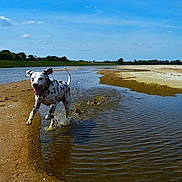 Gavroche participe au concours pour gagner de l'argent avec cette photo : animal, canine, clouds, dalmatian, daytime, dog, happy, landscape, motion, nature, outdoor, playful, riverbank, running, sand, sky, splash, summer, trees, water